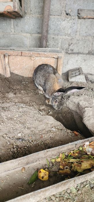 Великан ФЛАНДР сотилади, ота онаси  9 - 10 кг лик нарсалар