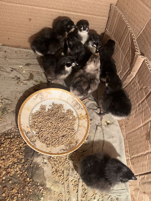 Астролрп балапаны