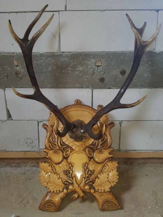 Trofeu Cerb cu Panoplie