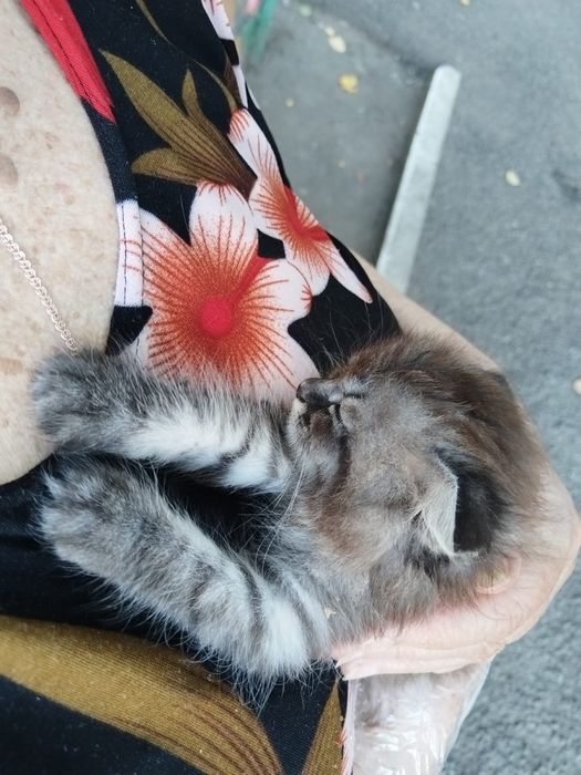 Кошечка ищет дом