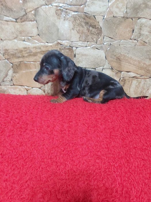 Pui Teckel Blue Merle