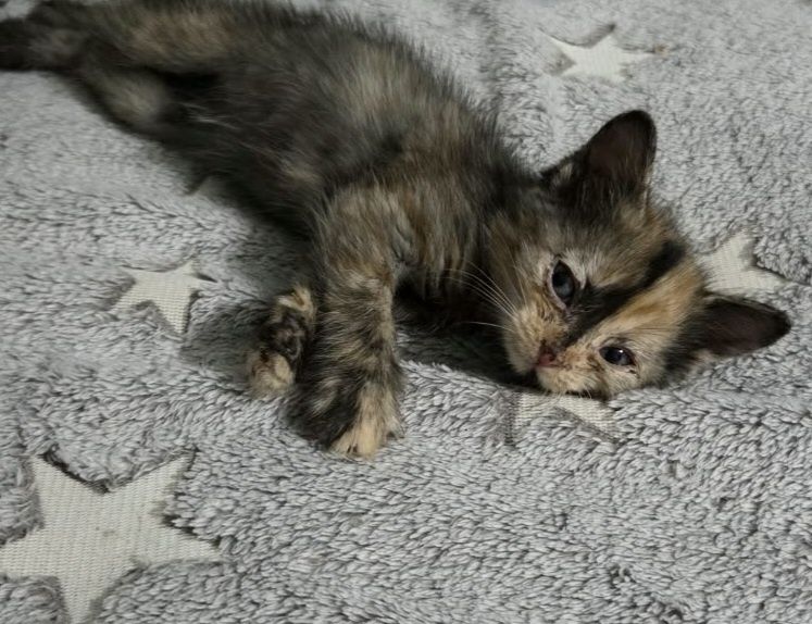 Пристраиваю котят