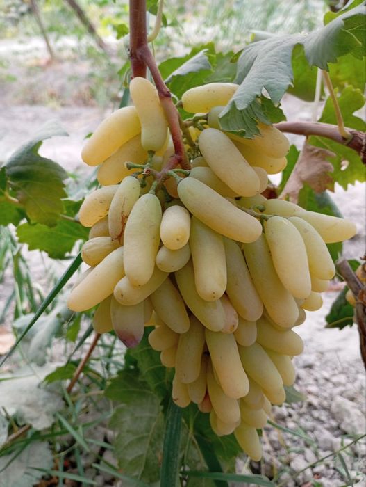 Avatar uzum nixoli. Donaksiz