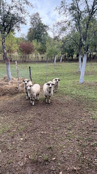 Miei de primăvară