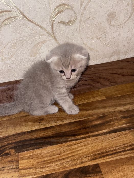 Scottish fold va Scottish straight