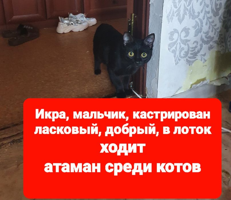 Отдам в добрые руки