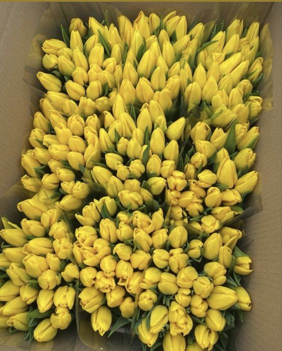Тюльпаны оптом Алматы ( область)