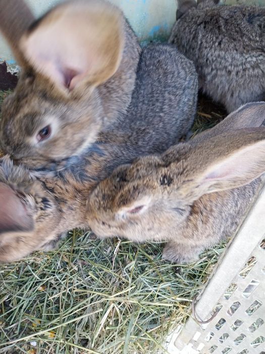 Vând iepuri belgian uriaș