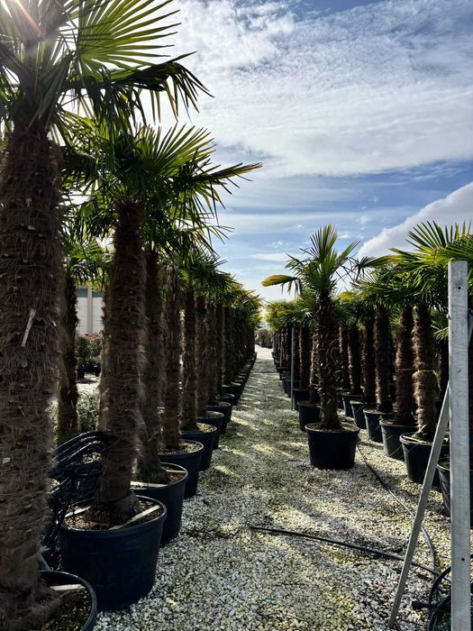 Plante Ornamentale pentru Amenajări Verzi