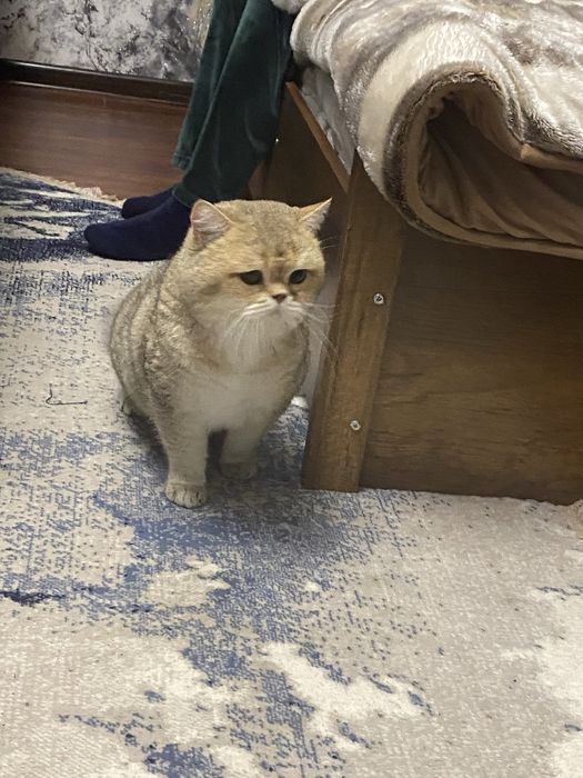 Vyazkaga zalatoy shinshila на вязку