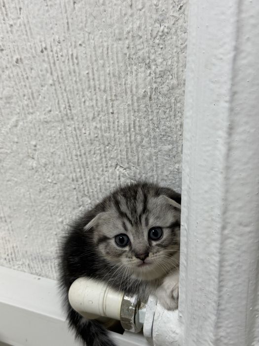Продам котят , вислоухие