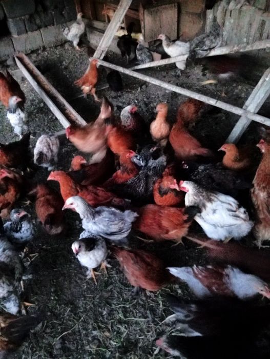 Продам молодых курочек