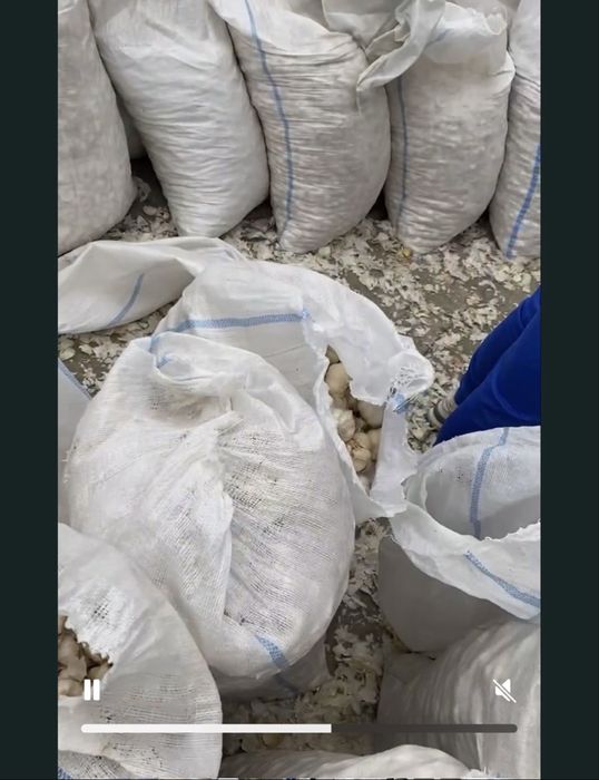 Desfacem Usturoi cantitati mari