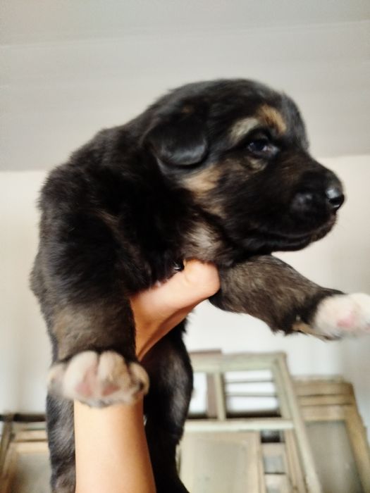 Готовятся к продаже щенки овчарки