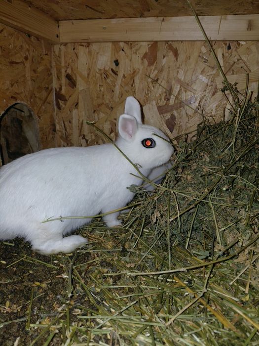 Se vinde Hot tot pitic