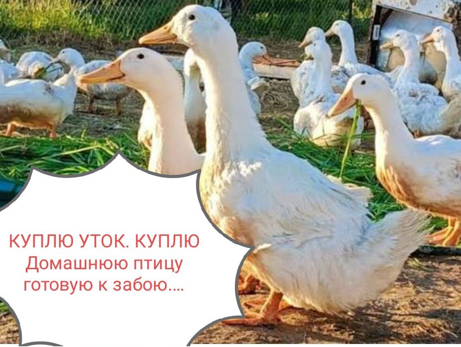 Утки, Муларды домашние. Уйрек.