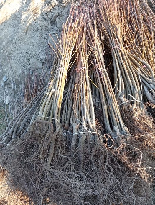 Саженцы плодовых деревьев