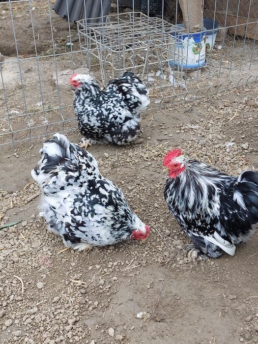 Oua de incubat chochina