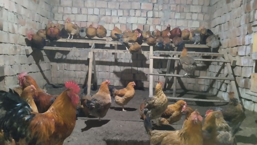 Продам кучинских цыплят