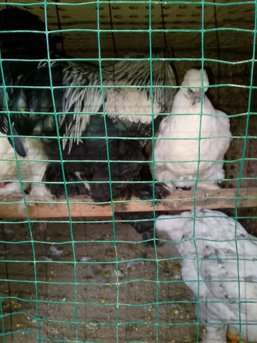 Brama jo'ja srochno sotiladi 7 oylik.