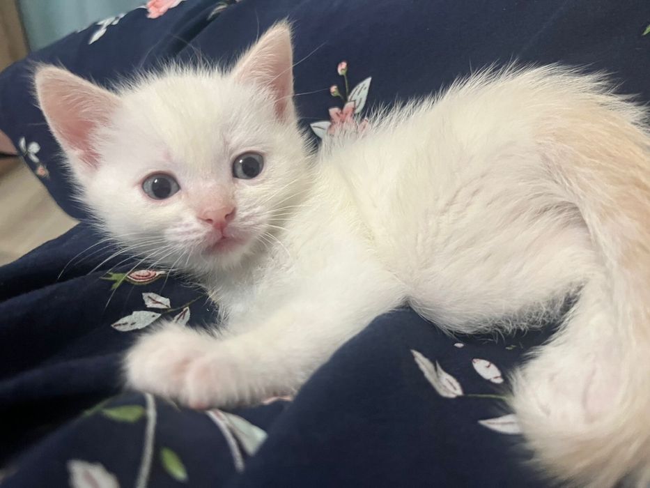 Котенок ищет дом!