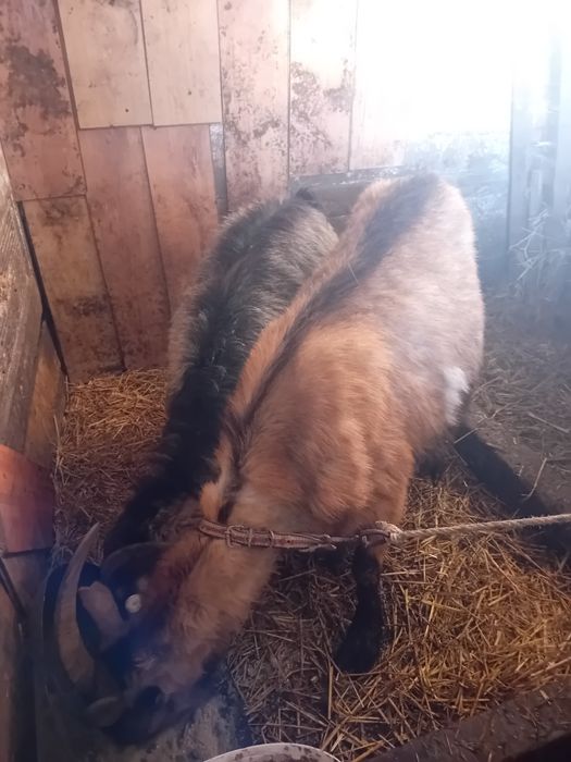 Doua capre alpina francez