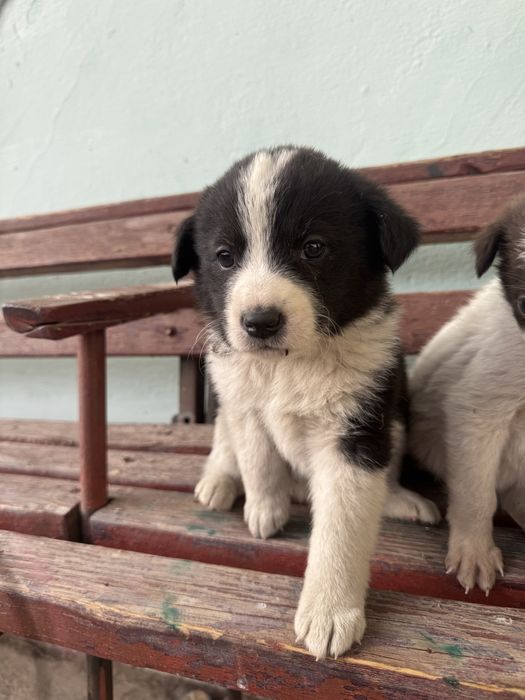 Щенок / щенята, Собака / собаки