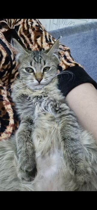 Отдам котенка в добрейшие руки