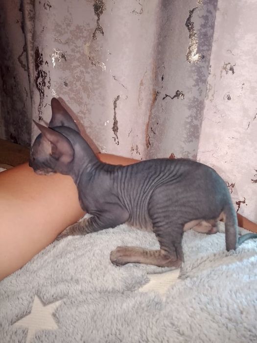 Продаёться очаровательный котёнок сфинкс.