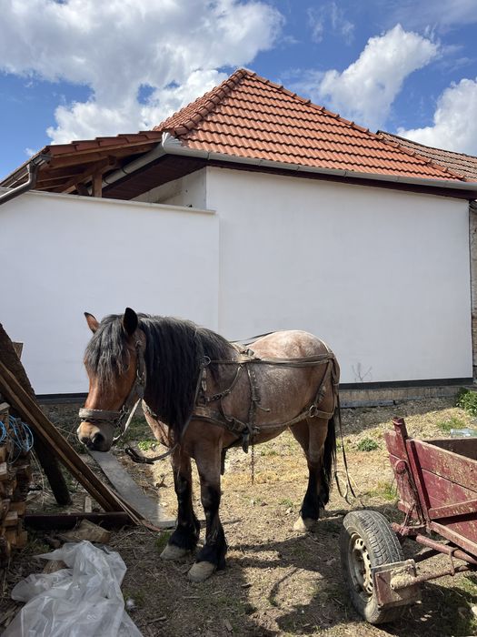 Vand cal de tractiune