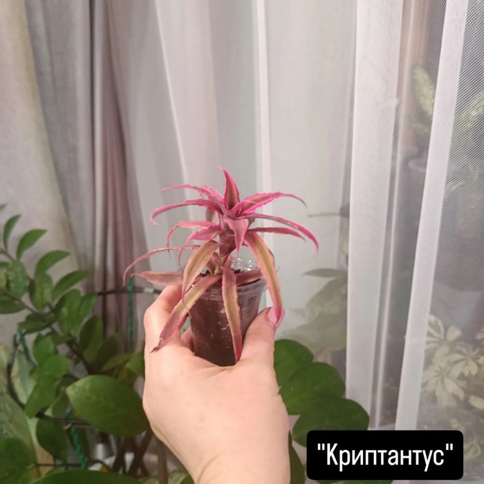 Большой выбор цветов .