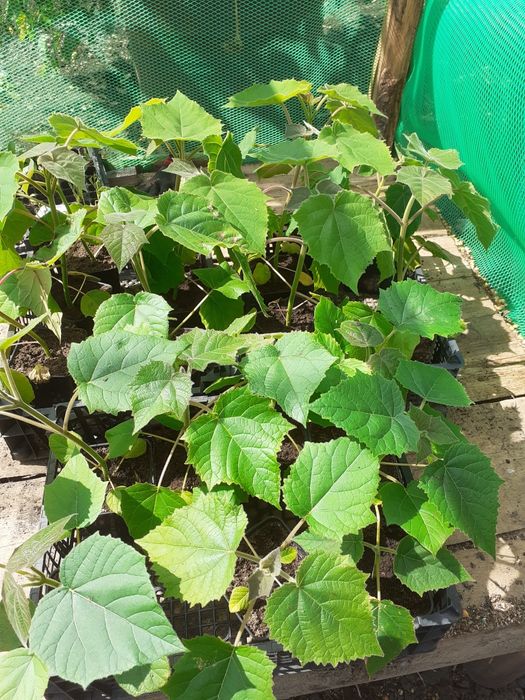 Puieți paulownia cotevisa 2