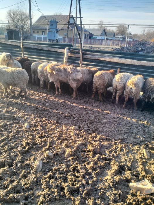 Тоқтылар сатылады