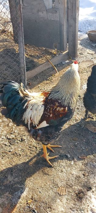 Петух  породистый