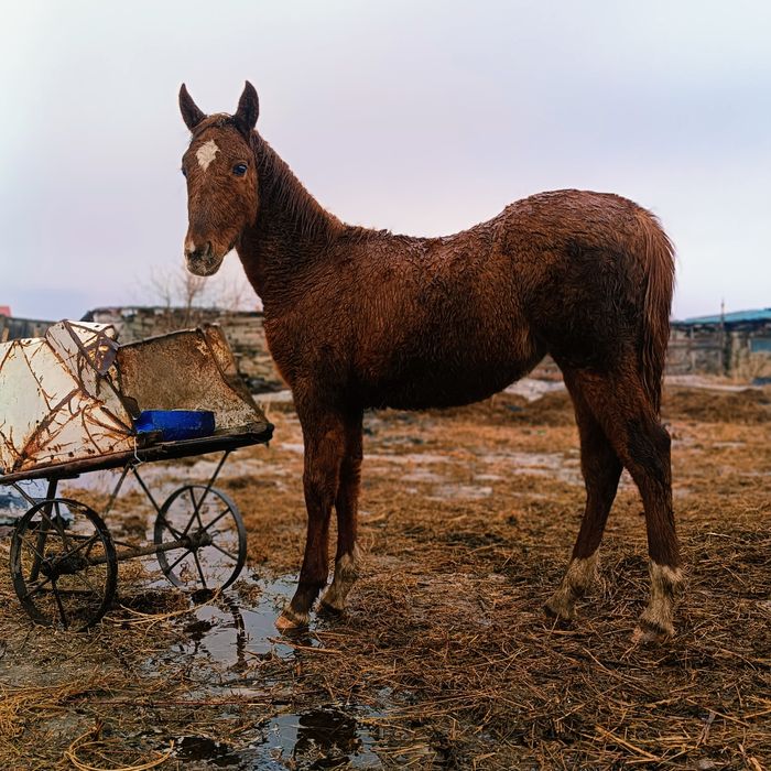 Тай сатылады таза қанды айырбас бар
