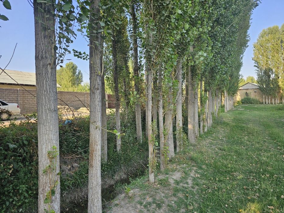 Тераклар сотилади 700 тупдан ортик,