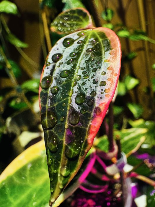 Хойя (укорененные, на срез)