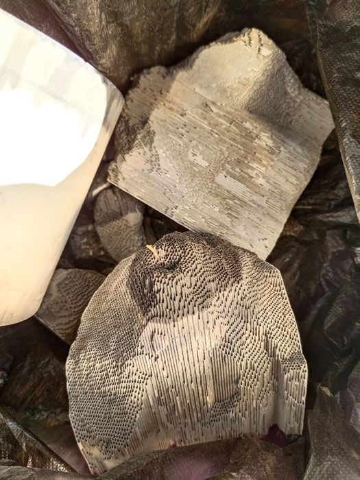 Принимаем б/у автокатолизаторы