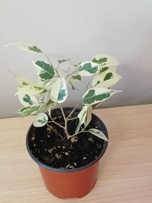 Продам фикусы Бенжамина