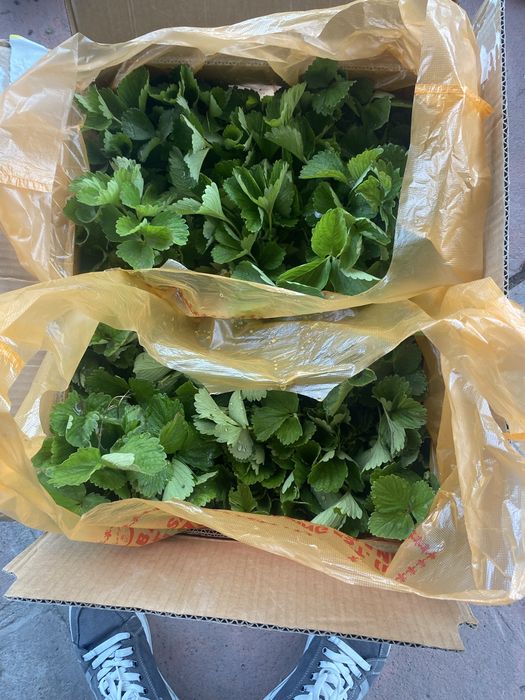 Саженцы Клубники