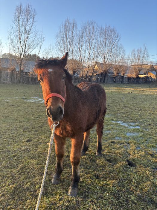 Vand Mânz  de 8 luni