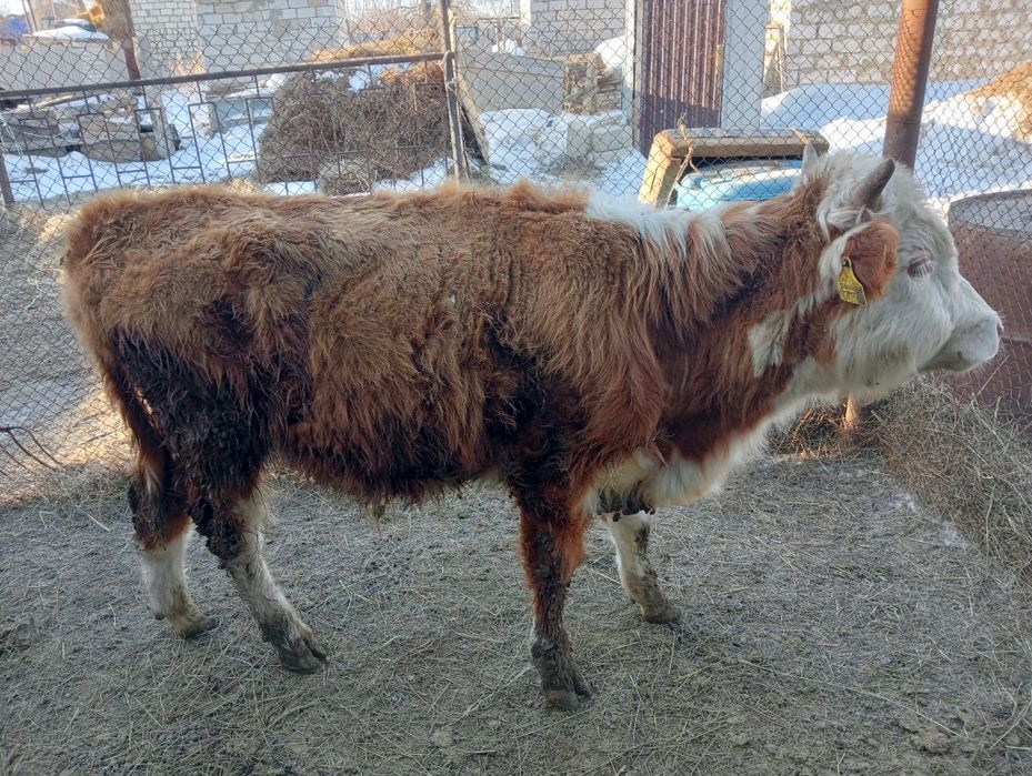 Баспак сатылады еркек
