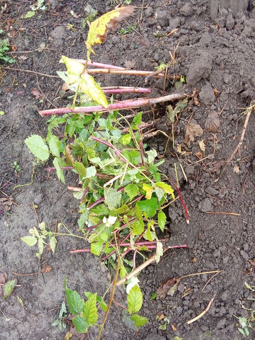 Продам саженцы малины