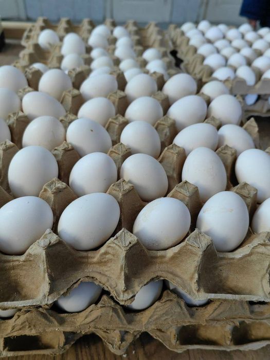 Куры несушки Ломан Уайт