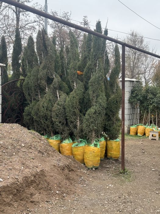 Ёлка все виды есть