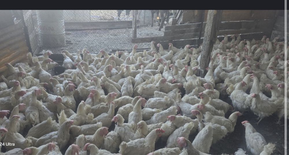 Несушки декабл уайт