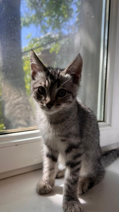 Котята очень ищут дом