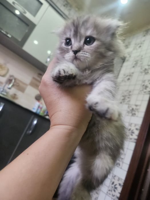 Scottish Fold toza qon