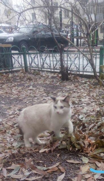 Пропал ,потерялся голубоглазый кот