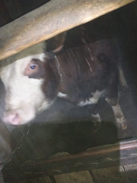 Продам быков возраст 2 и 1,5